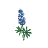 blue flower