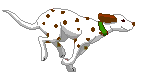 dog running